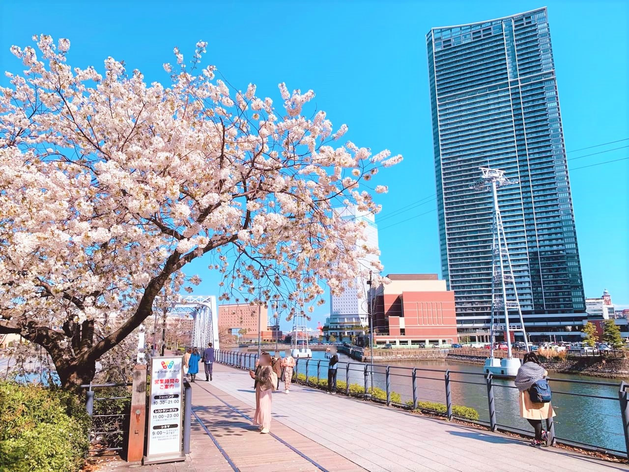 Jalur pejalan kaki di tepi air dengan bunga sakura